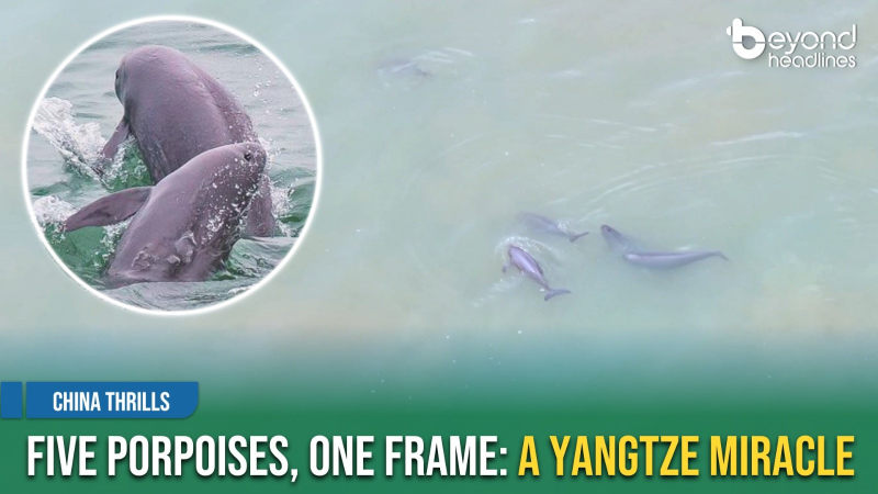 [China Thrills] Five Porpoises, One Frame: A Yangtze Miracle