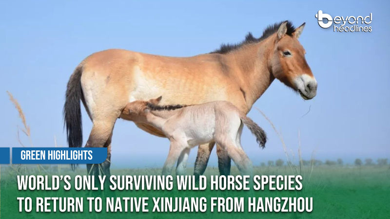 [Green Highlights] World’s Only Surviving Wild Horse Species to Return to Native Xinjiang From Hangzhou