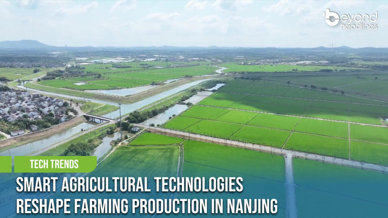 [Tech Trends] Smart Agricultural Technologies Reshape Farming Production in Nanjing