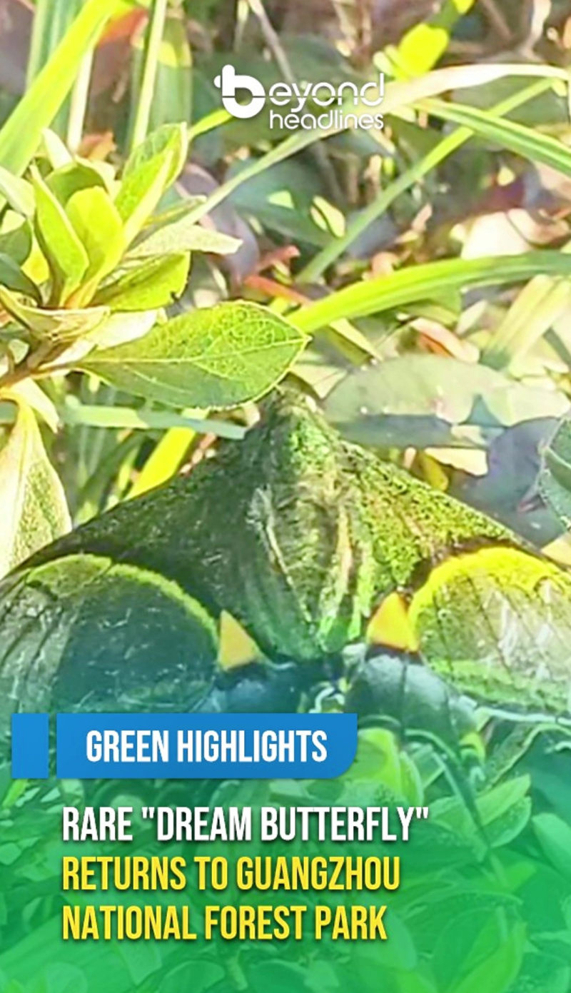 [Green Highlights] Rare "Dream Butterfly" Returns to Guangzhou National Forest Park