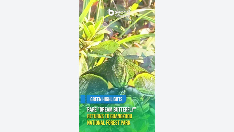 [Green Highlights] Rare "Dream Butterfly" Returns to Guangzhou National Forest Park