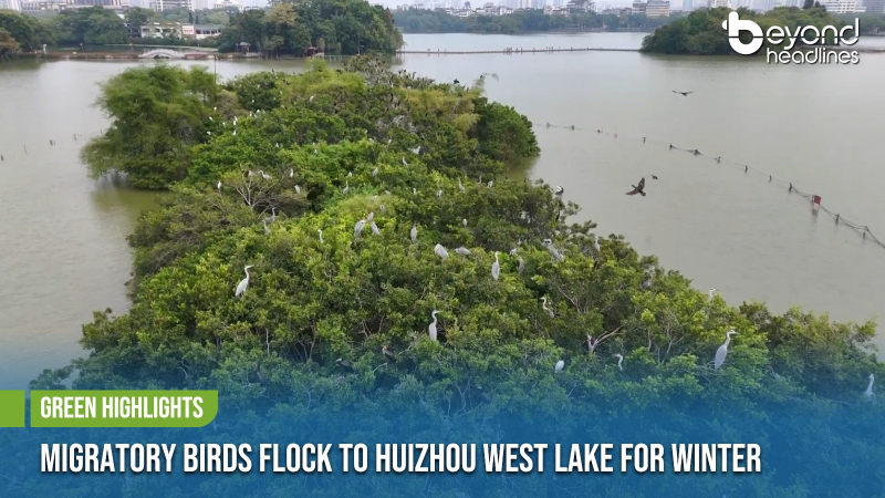 [Green Highlights] Migratory Birds Flock to Huizhou West Lake for Winter